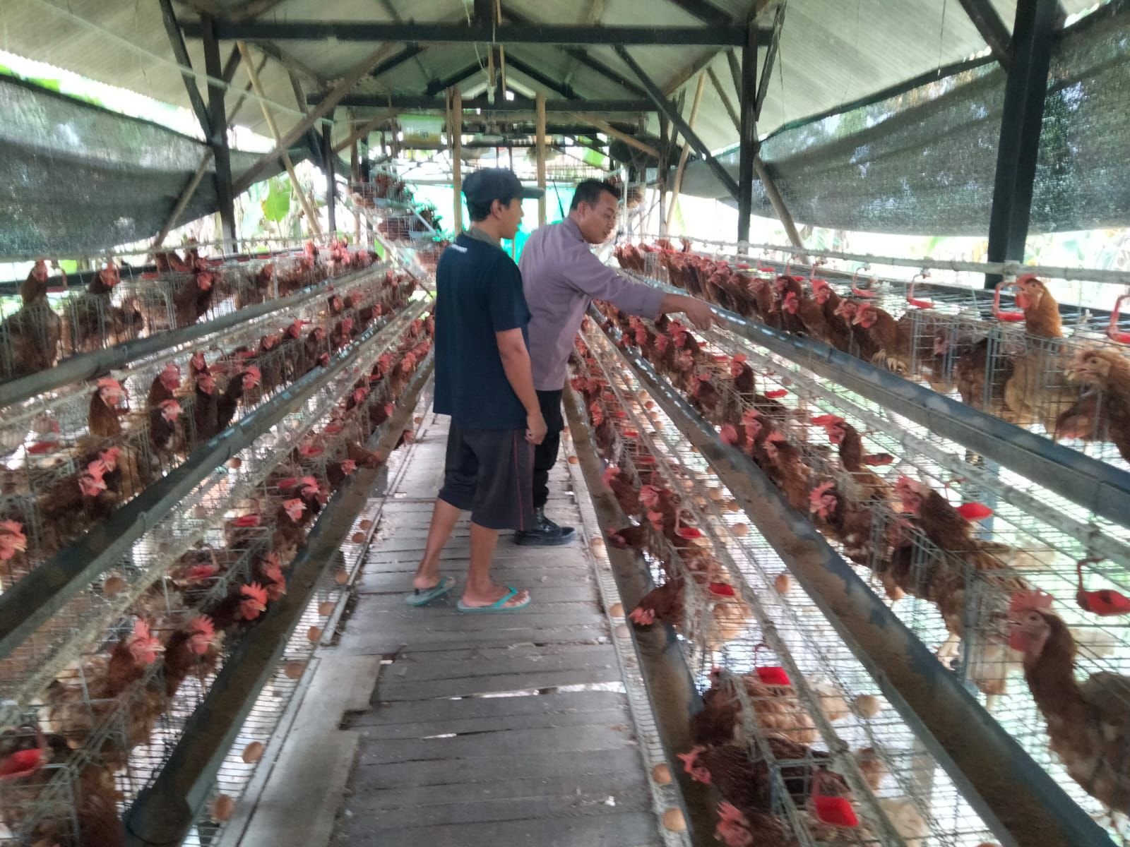 Bhabinkamtibmas Polsek Balongpanggang Ikut Berperan Dalam Pengecekan Ternak Ayam Petelur di Desa Dapet.