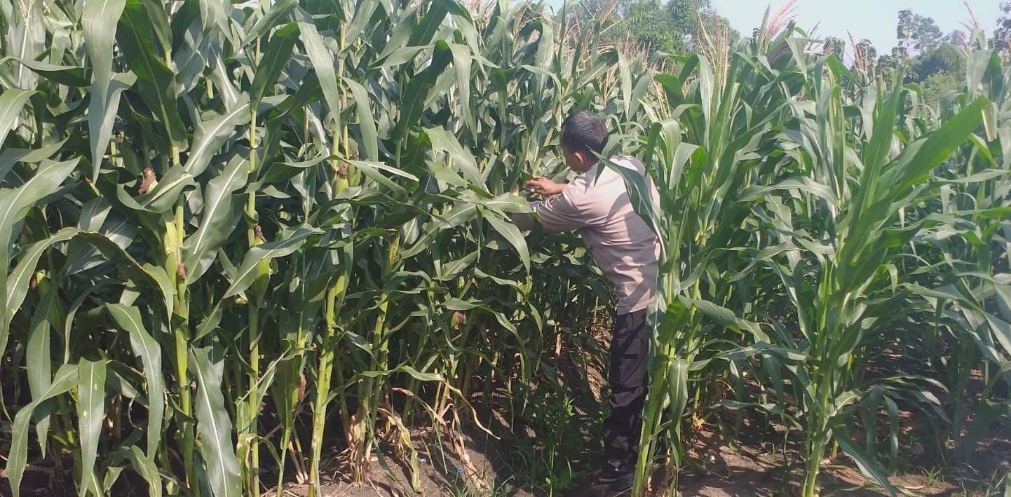 Polsek Menganti Aktif Dampingi Petani, Tinjau Lahan Jagung di Desa Bringkang