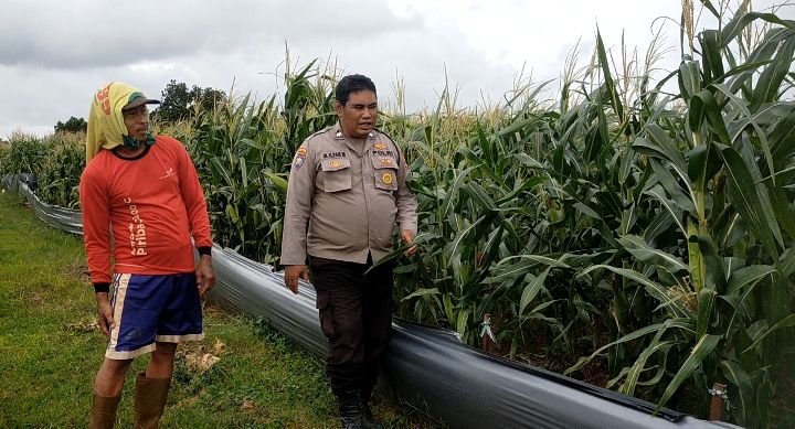 Perkuat Ketahanan Pangan, Polsek Dukun Kawal Langsung Perkembangan Lahan Jagung di Petiyintunggal