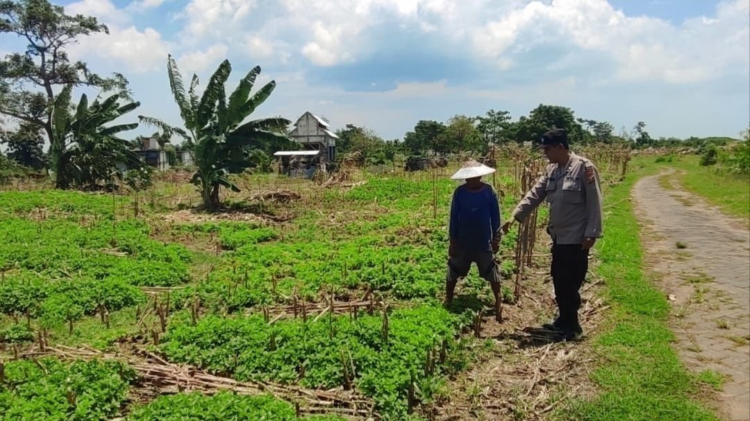 Bhabinkamtibmas Polsek Bungah turut andil Dalam kegiatan pertanian di Desa Melirang.