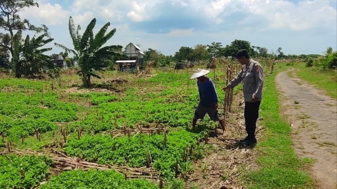 Bhabinkamtibmas Polsek Bungah turut andil Dalam kegiatan pertanian di Desa Melirang.