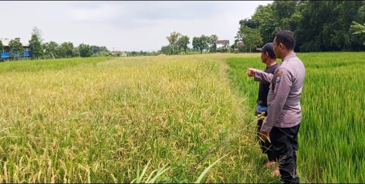 Turun ke Sawah, Bhabinkamtibmas Polsek Balongpanggang Kawal Produktivitas Padi Warga Tenggor