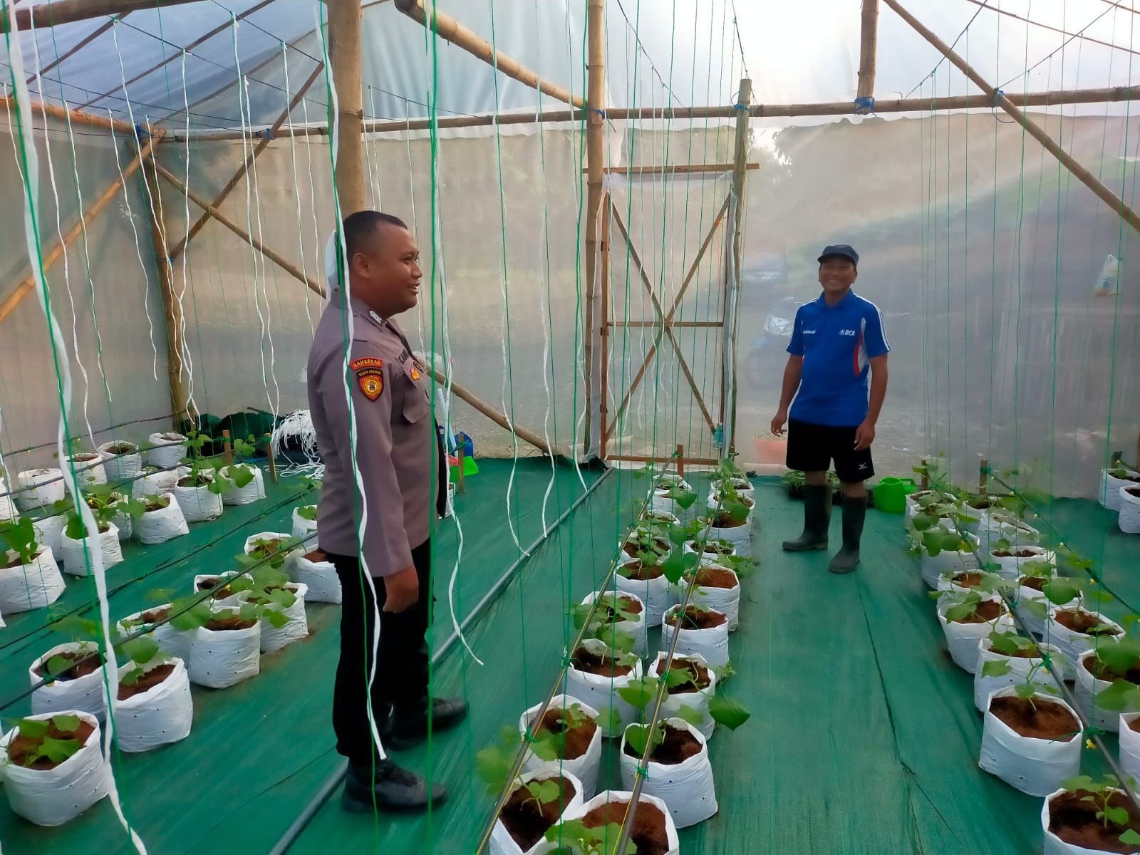 Bersama Petani, Bhabinkamtibmas Polsek Dukun Kawal Ketahanan Pangan Melalui Budidaya Melon di Mojopentung