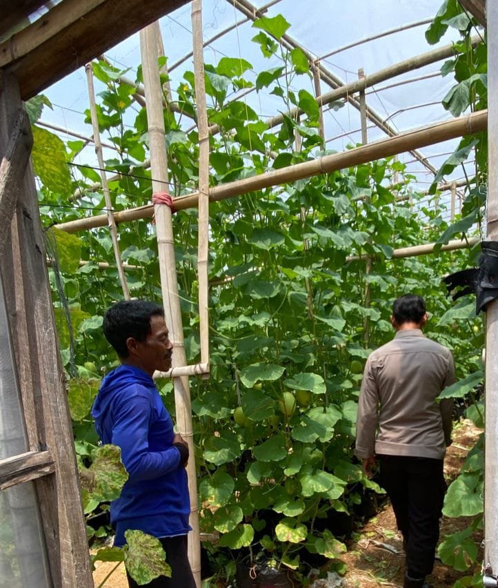 Bhabinkamtibmas Polsek Duduksampeyan Bersinergi Petani Melon di Desa Sumengko Dukung Ketahanan Pangan