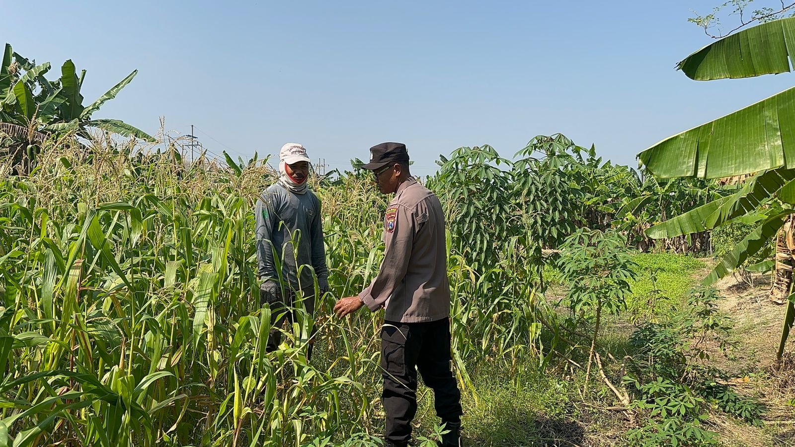 Intensif Dampingi Petani, Bhabinkamtibmas Polsek Kebomas Perkuat Swasembada Pangan di Gresik