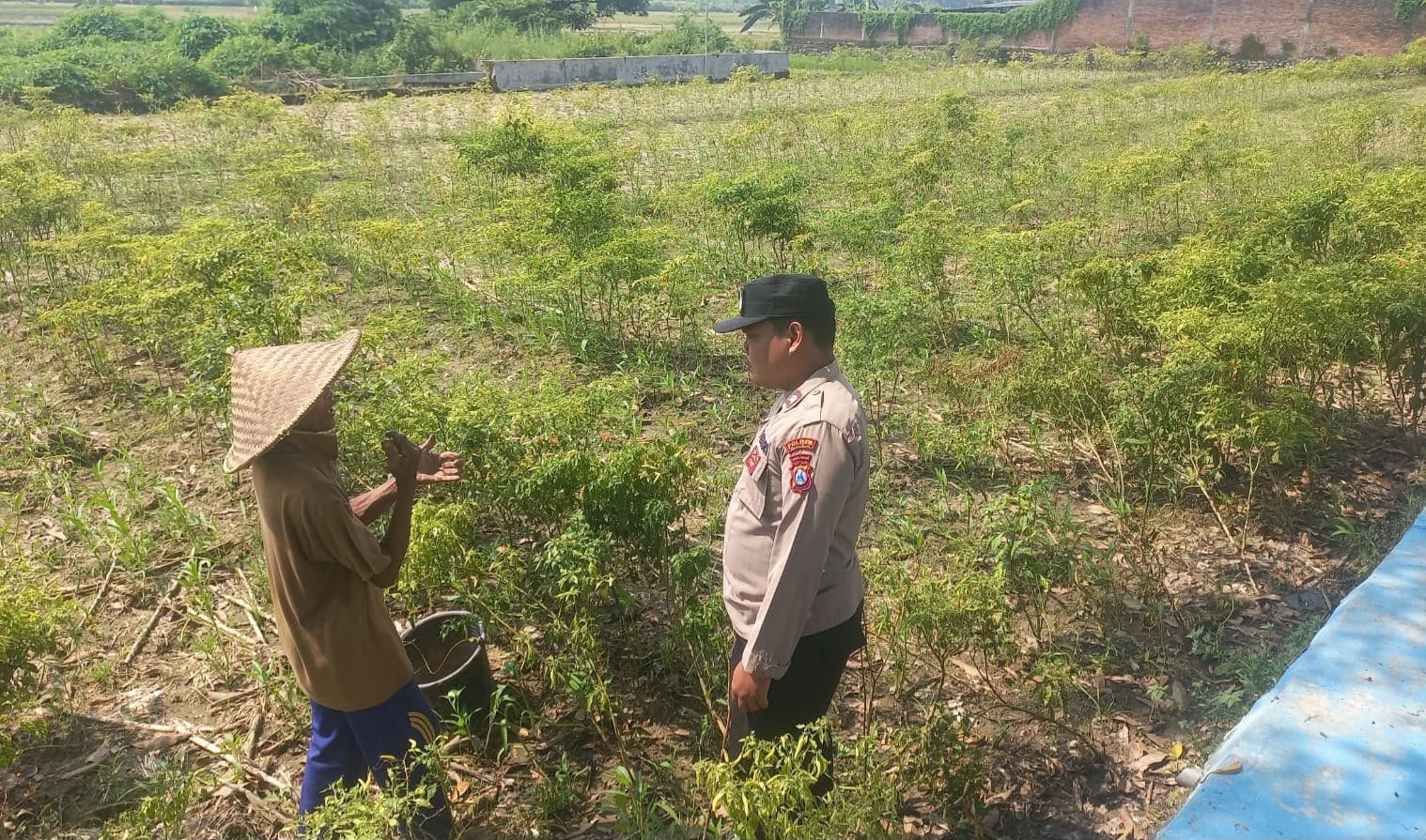 Bersinergi Dengan Petani, Bhabinkamtibmas Sumbergede Monitoring Perkembangan Tanaman Cabe
