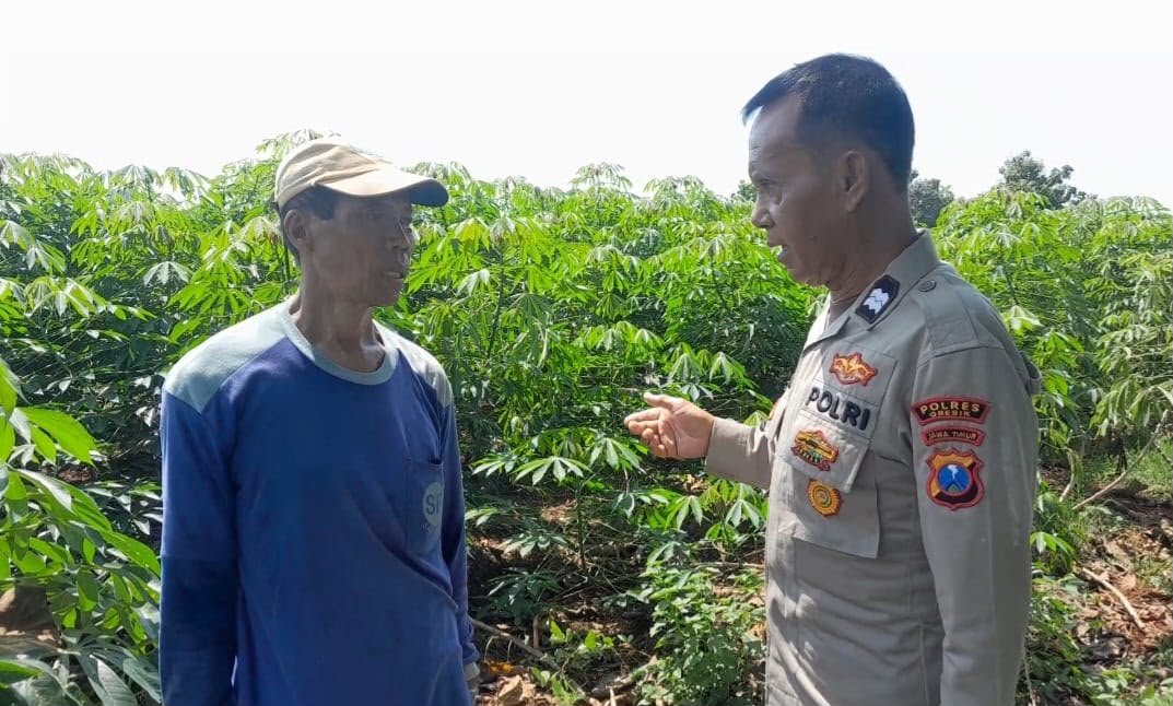 Polsek Ujungpangkah Dukung Program Ketahanan Pangan Dengan Tanaman Singkong