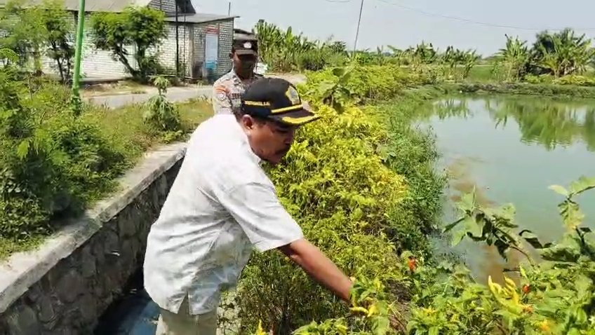 Dukung Swasembada Pangan, Kapolsek Sidayu Cek Langsung Pertumbuhan Cabai Milik Warga