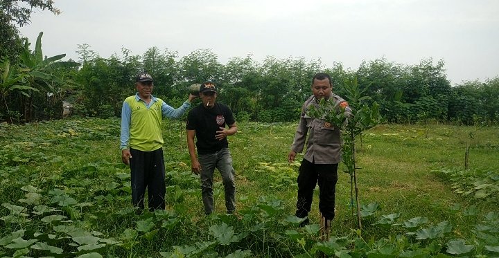 Polres Gresik Hadir di Sawah: Polsek Dukun Dampingi Petani Labu Optimalkan Hasil Panen