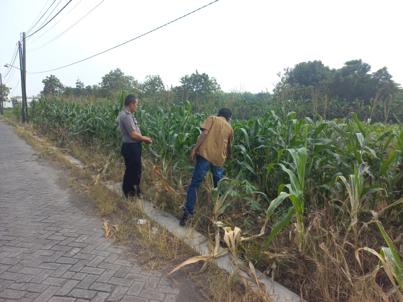 Wujudkan Asta Cita Presiden, Polsek Cerme Dampingi Petani Guna Genjot Hasil Panen