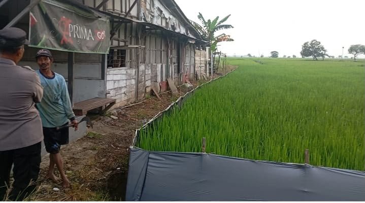Bhabinkamtibmas Bersinergi Petani, Tanaman Padi di Sumengko Dipantau Berkala