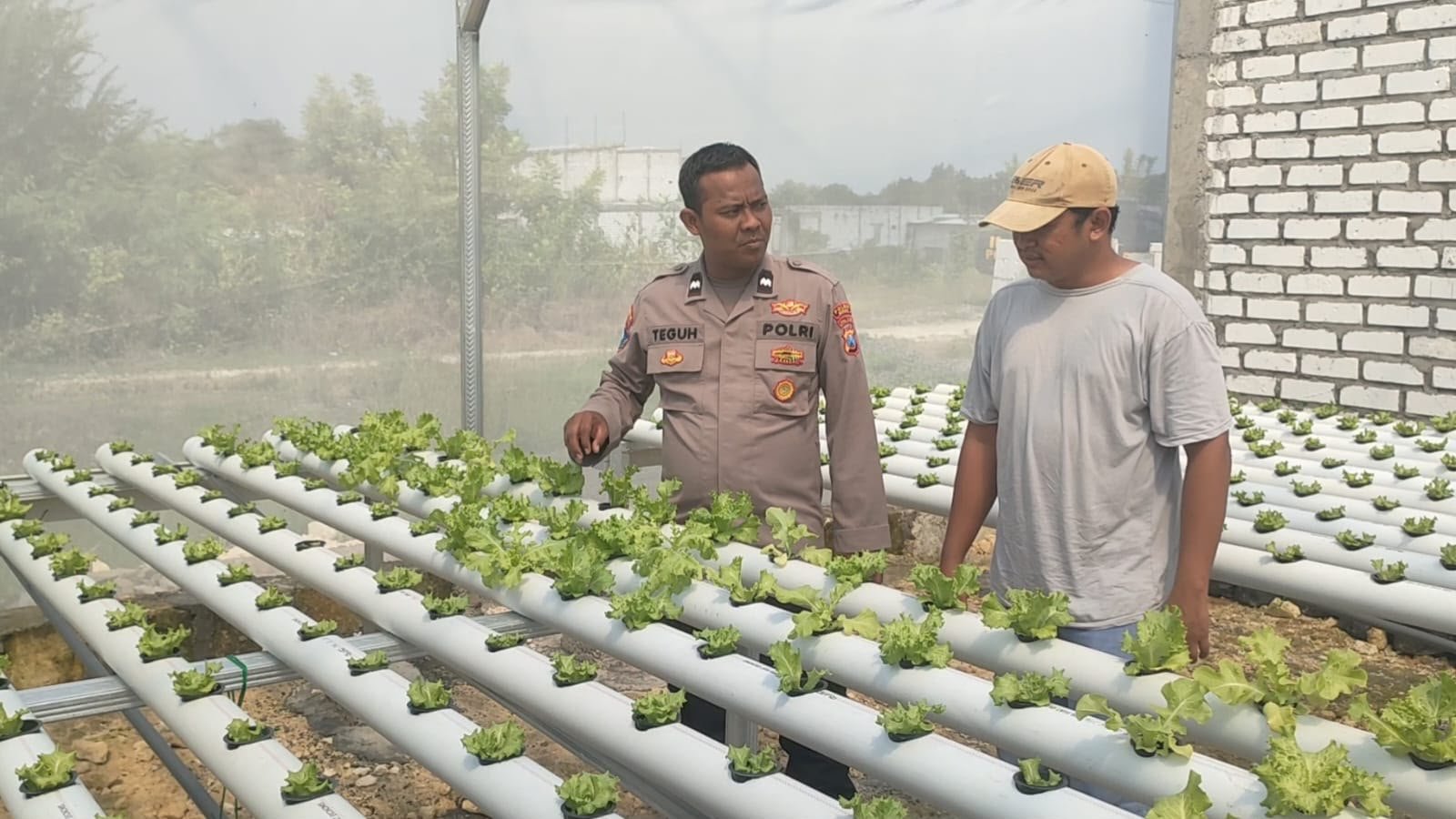 Dari Lahan Selada hingga Ketahanan Pangan, Polres Gresik Aktif Dampingi Petani Sukorejo