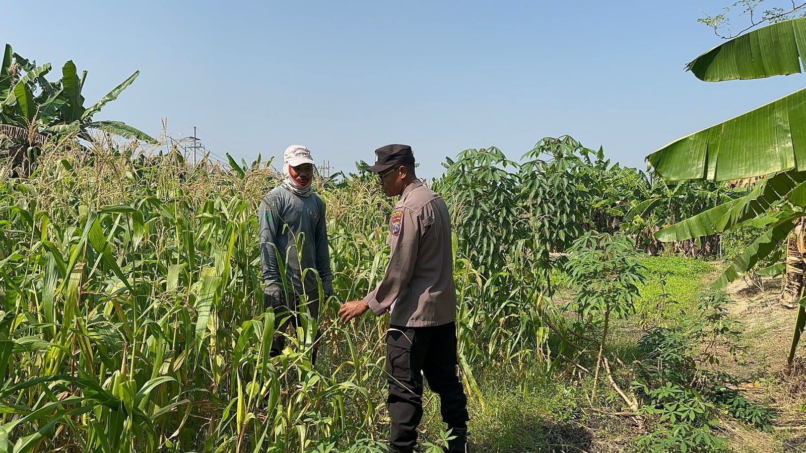 Kebun Tumpangsari di Prambangan Jadi Fokus Monitoring Ketahanan Pangan Polres Gresik