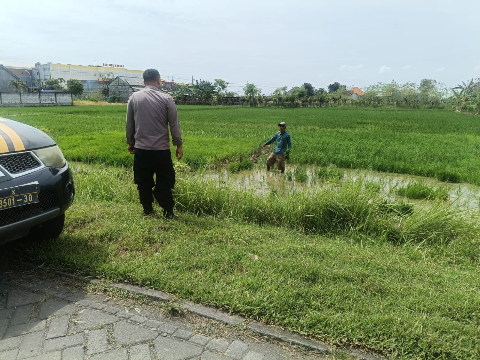 Dukung program ketahanan pangan, Bhabinkamtibmas Pantau Tanaman Padi di Karangsemanding