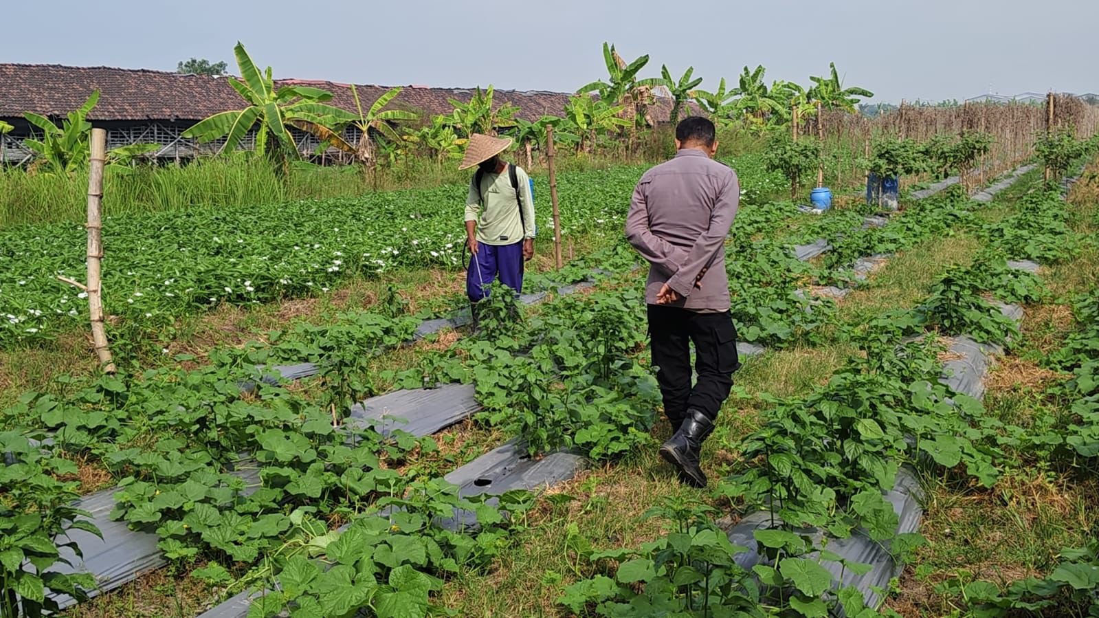 Polisi di Gresik Masuk Kebun, Motivasi Petani Timun Demi Sukseskan Program Presiden