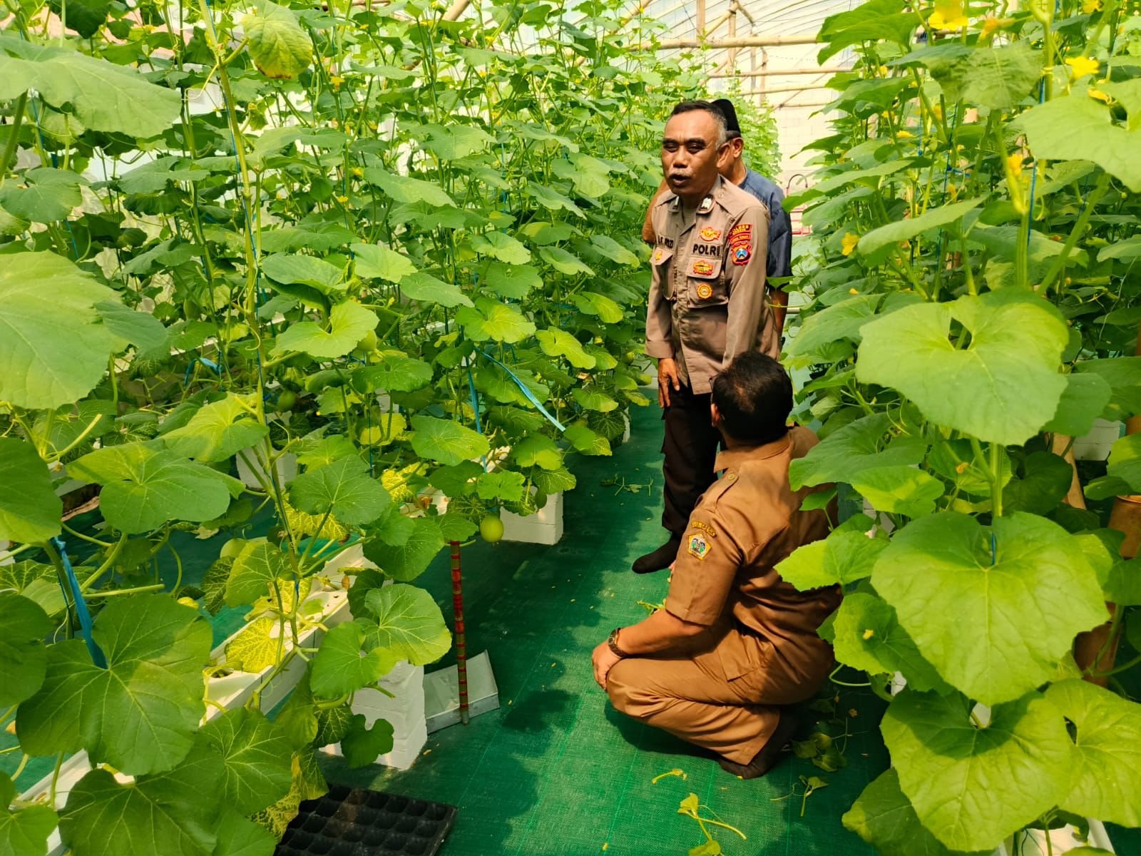 Wujud Nyata Ketahanan Pangan, Polsek Manyar Cek Perkembangan Tanaman Melon Milik Petani Desa Suci