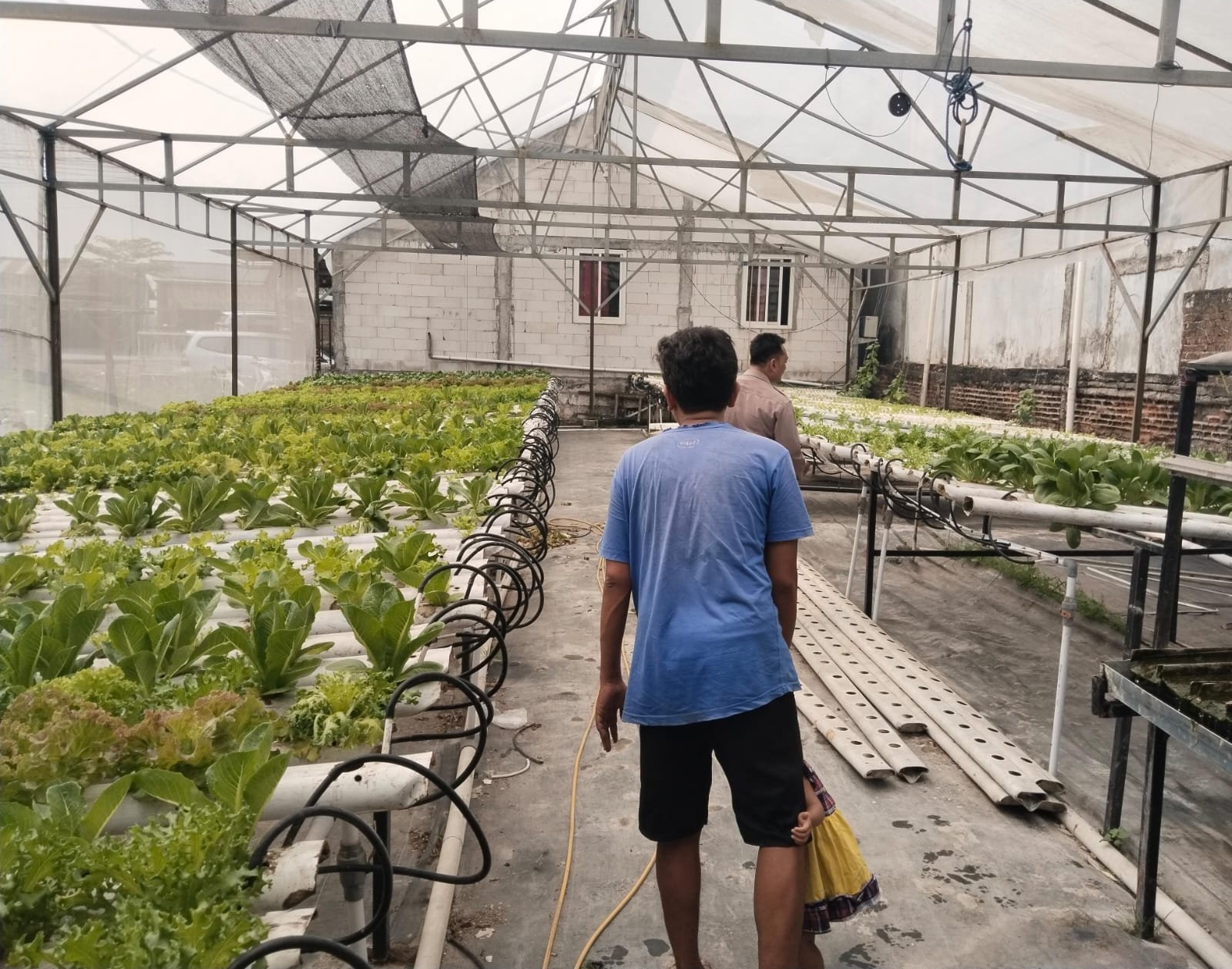 Sinergi Polri dan Petani, Polsek Benjeng Monitoring Tanaman Sawi Hidroponik di Bulurejo
