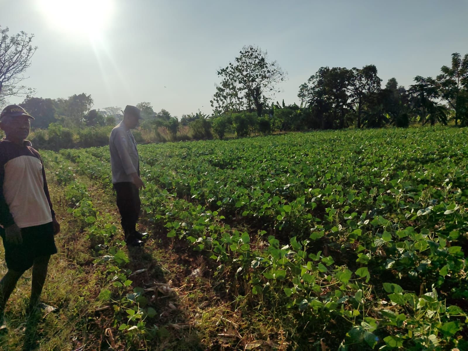 Dukung Swasembada Pangan Nasional, Polsek Bungah Tinjau Tanaman Kacang Hijau di Desa Melirang
