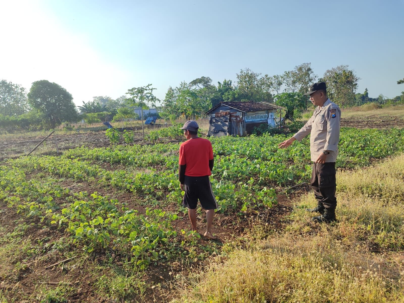 Perkuat Ketahanan Pangan, Polsek Bungah Rutin Cek Perkembangan Kacang Hijau Milik Warga