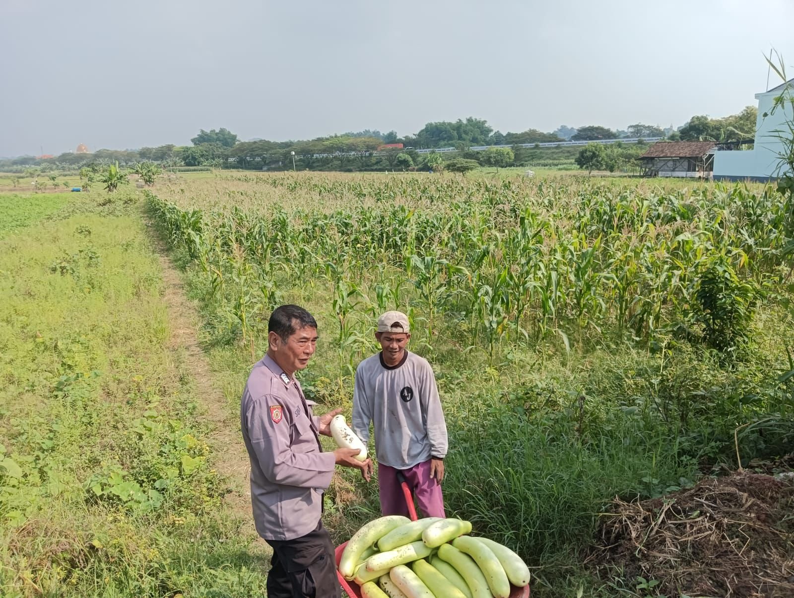 Sinergi Polri dan Petani, Polsek Wringinanom Lakukan Monitoring Tanaman Labu di Gresik
