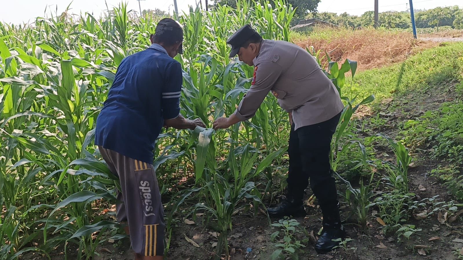 Polsek Wringinanom Perkuat Ketahanan Pangan Melalui Pemantauan Tanaman Jagung
