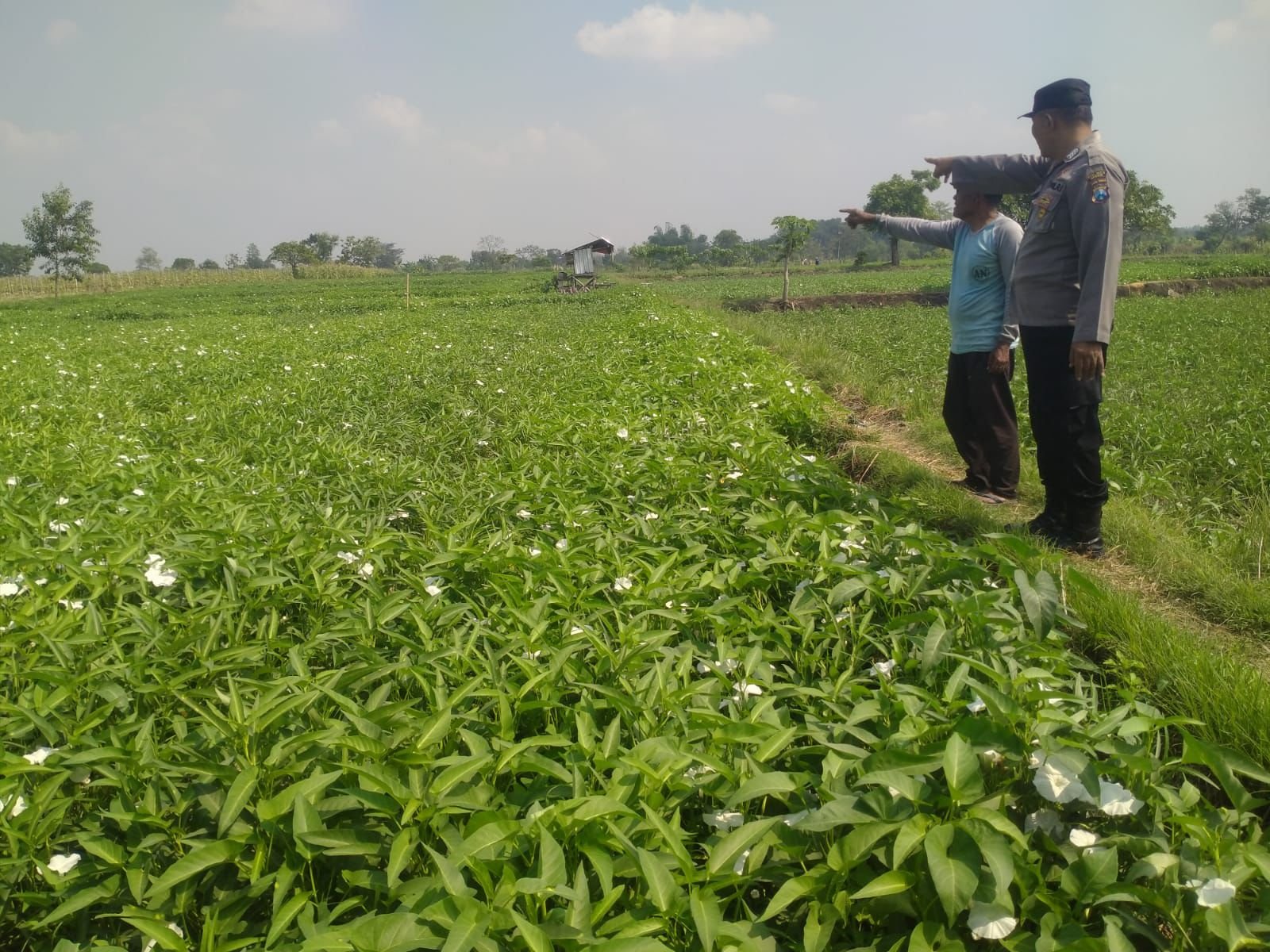 Komitmen Dukung Program Presiden, Polsek Balongpanggang Tinjau Budidaya Kangkung di Tanahlandean