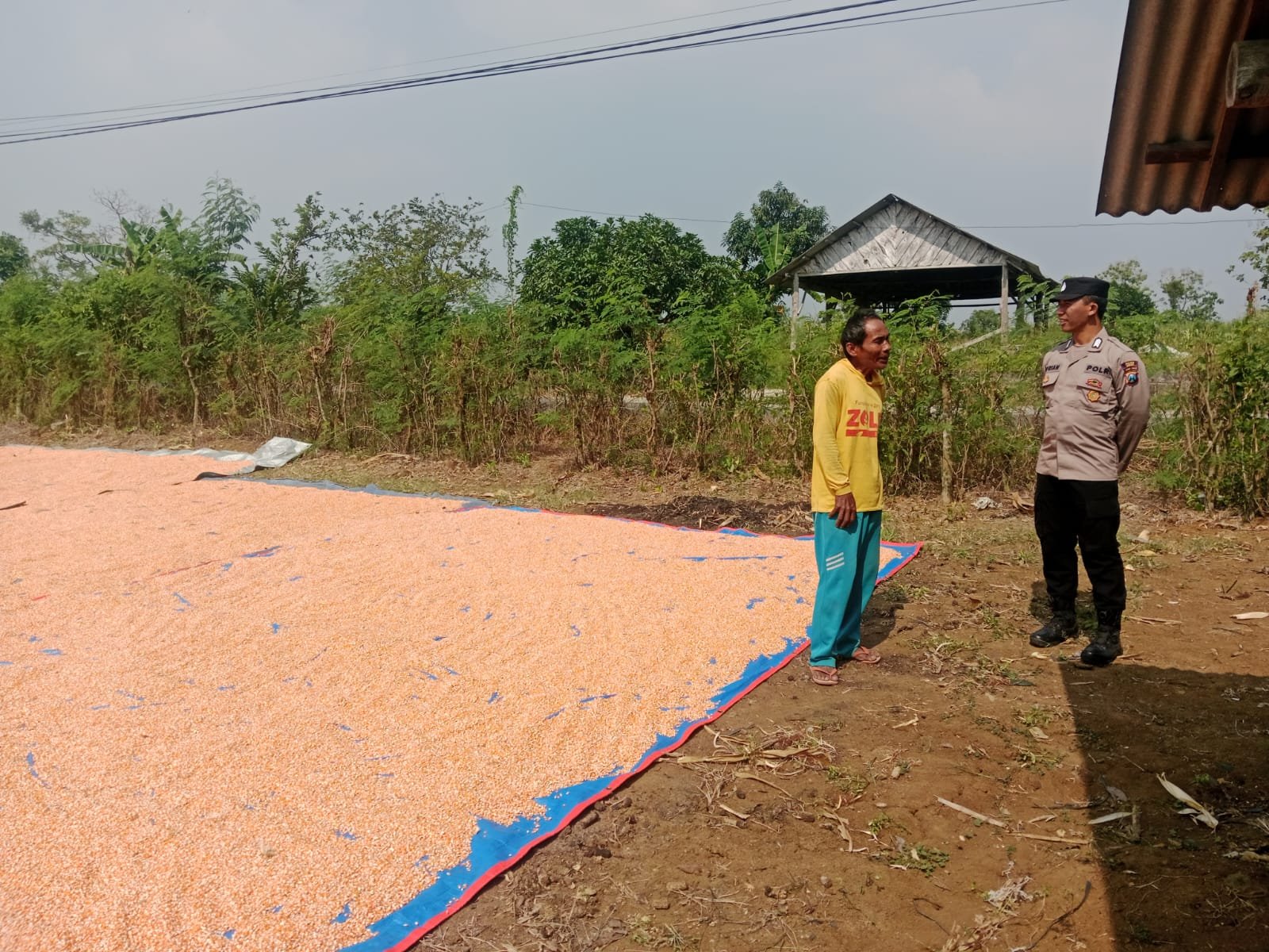 Panen Jagung di Surowiti Dipantau Polisi, Sinergi Dorong Ketahanan Pangan Nasional