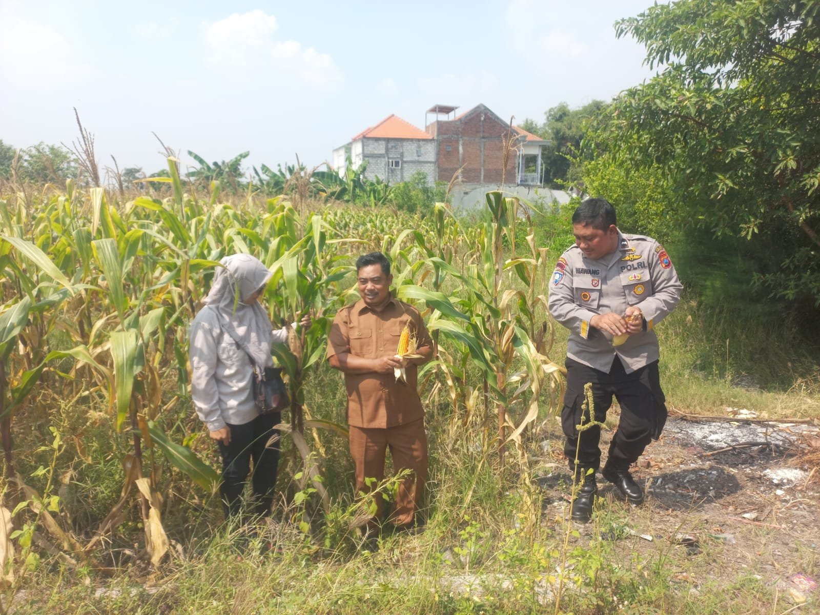 Polsek Cerme Bersinergi Dengan Petani Cek Lahan Jagung di Cerme