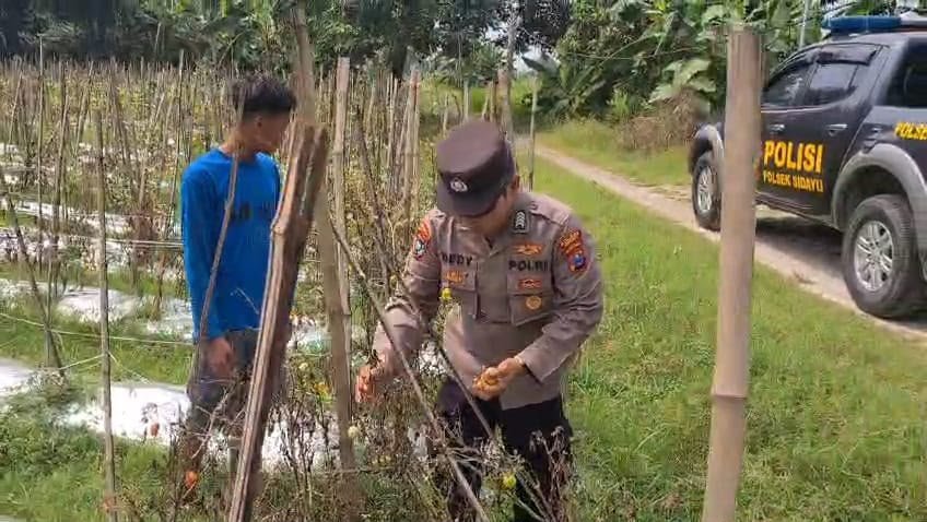 Bhabinkamtibmas Sidayu Turun ke Sawah, Pastikan Budidaya Tomat di Desa Lasem Optimal