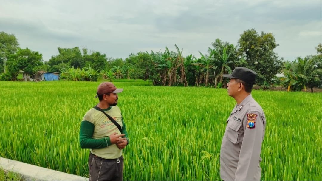Ketahanan Pangan Jadi Prioritas, Polres Gresik Pantau Budidaya Padi di Bungah