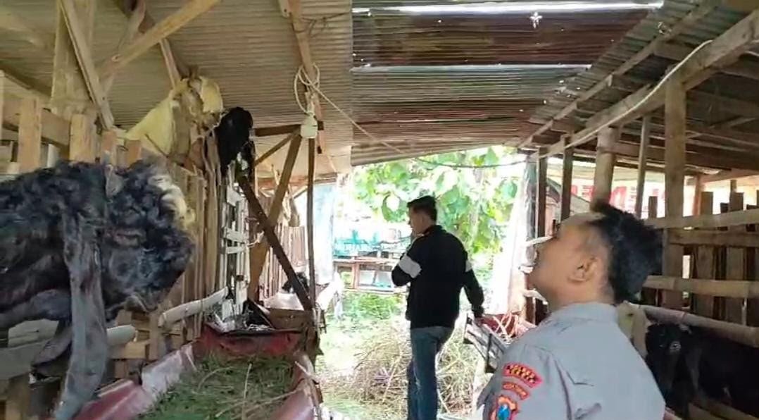 Polsek Benjeng Perkuat Sektor Peternakan Kambing Demi Ketahanan Pangan Nasional