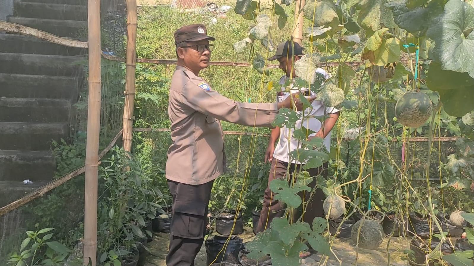 Upaya Polsek Sidayu Dorong Hasil Panen Cabai dan Kesejahteraan Petani Sukorejo