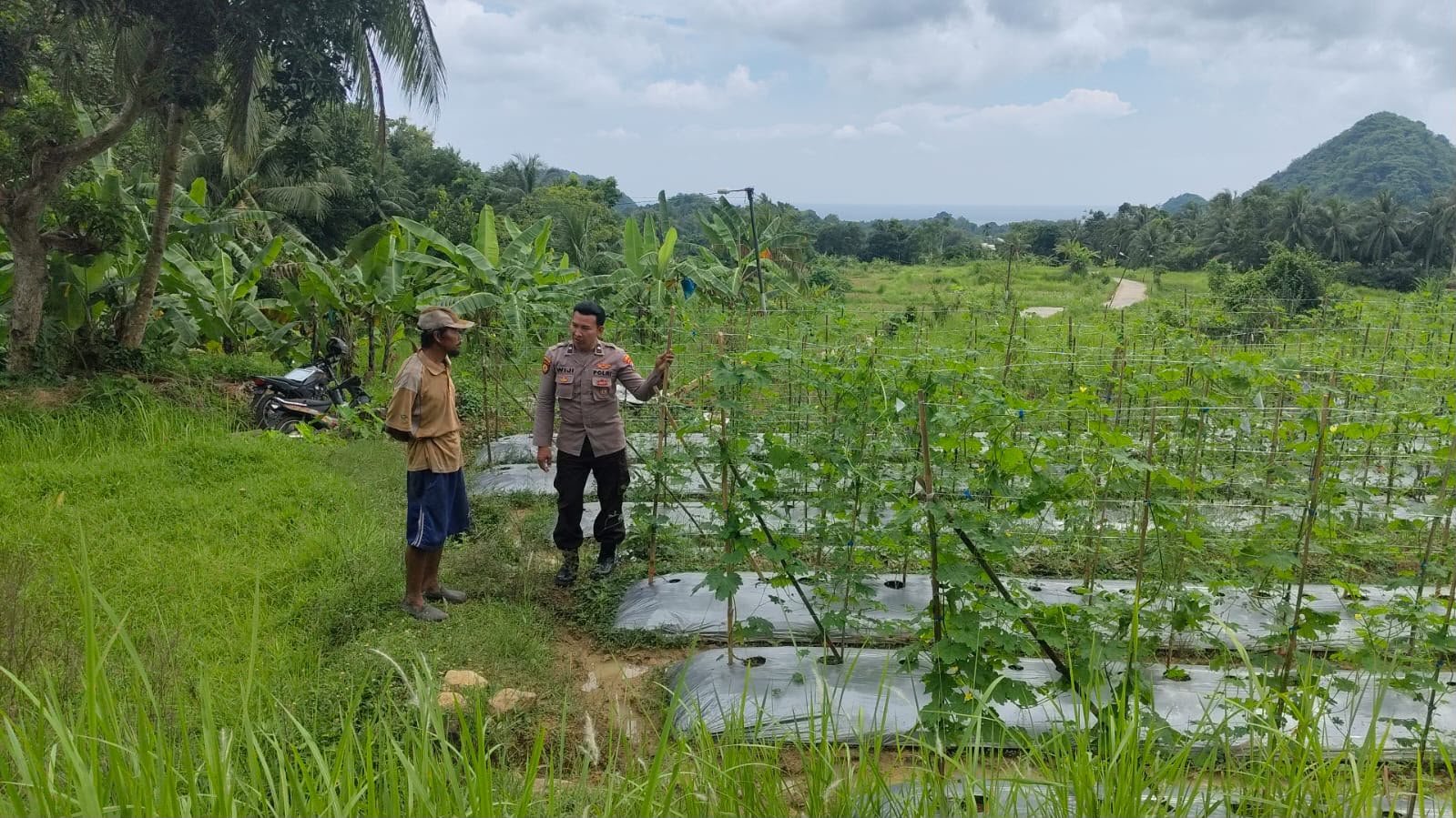 Wujud Sinergi Polri dan Petani, Polsek Sangkapura Pantau Lahan Produktif di Gresik
