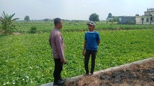 Perkuat Ketahanan Pangan Nasional, Polsek Balongpanggang Monitoring Tanaman Kangkung di Bandungsekaran