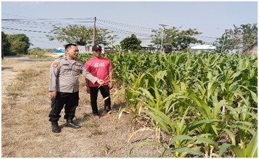 Wujudkan Asta Cita Presiden, Polsek Benjeng Pantau Pertumbuhan Jagung Milik Petani