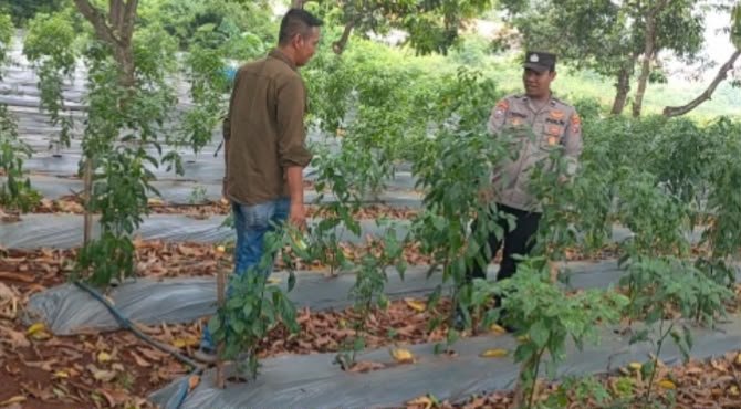 Polri Hadir untuk Petani, Polsek Sidayu Cek Lahan Cabai Dukung Program Ketahanan Pangan