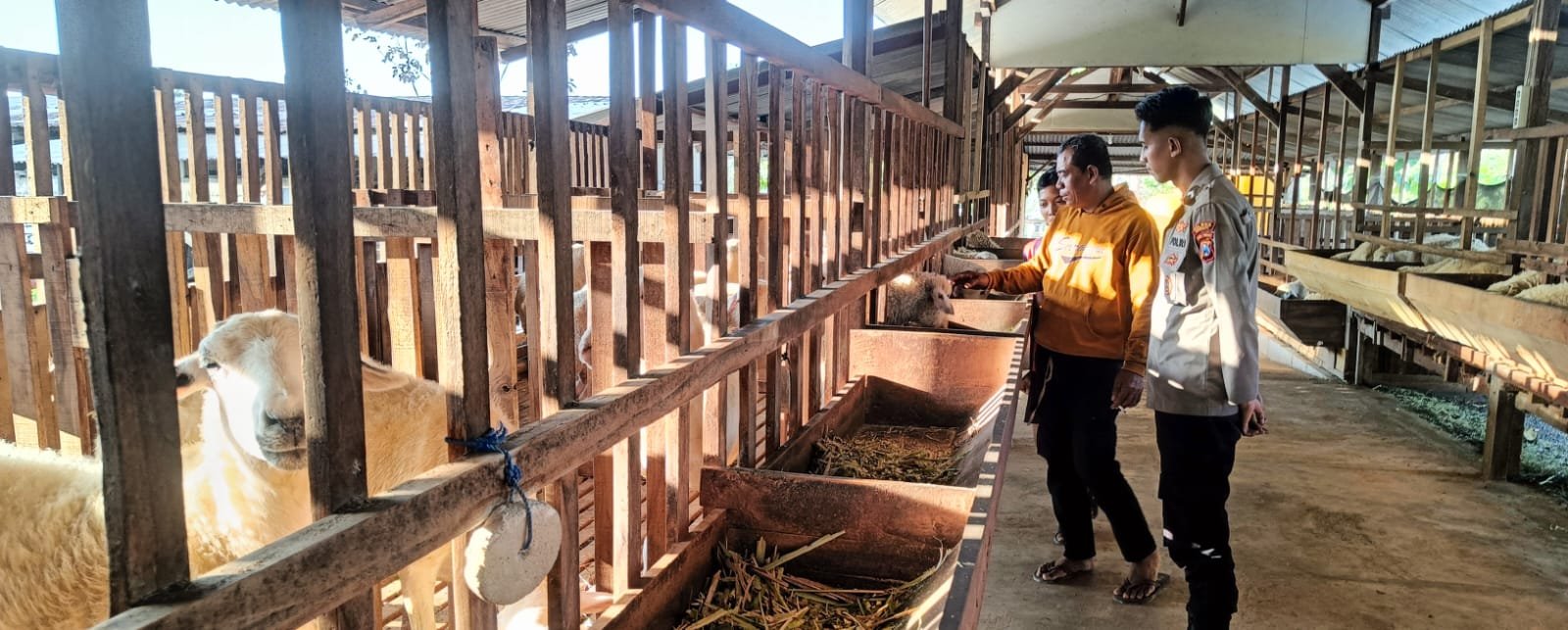 Polres Gresik Kawal Ketahanan Pangan, Peternakan Kambing di Panceng Jadi Sasaran Monitoring