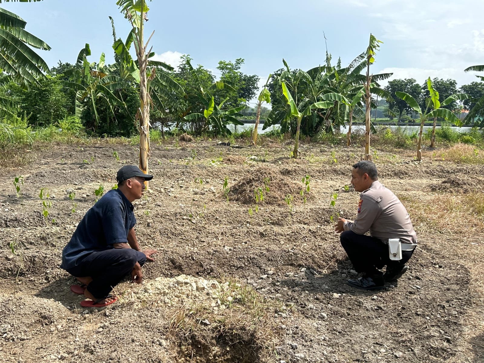 Tanaman Jagung di Desa Kembangan Dipantau Polisi, Komitmen Polres Gresik Jaga Ketahanan Pangan