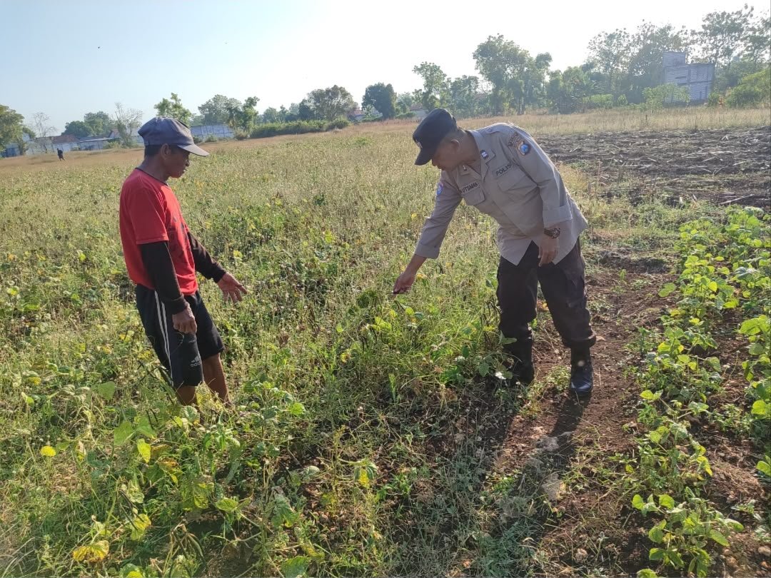Jaga Ketahanan Pangan, Polsek Bungah Monitoring Tanaman Kacang Hijau di Melirang