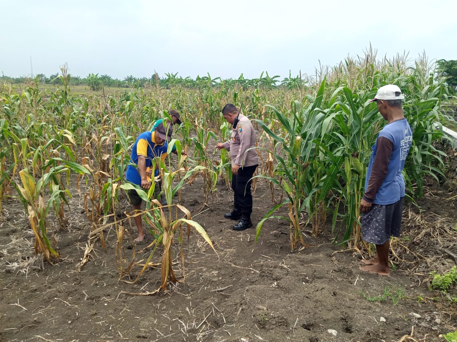 Dukung Asta Cita, Polsek Cerme Dorong Swasembada Pangan melalui Penanaman Jagung