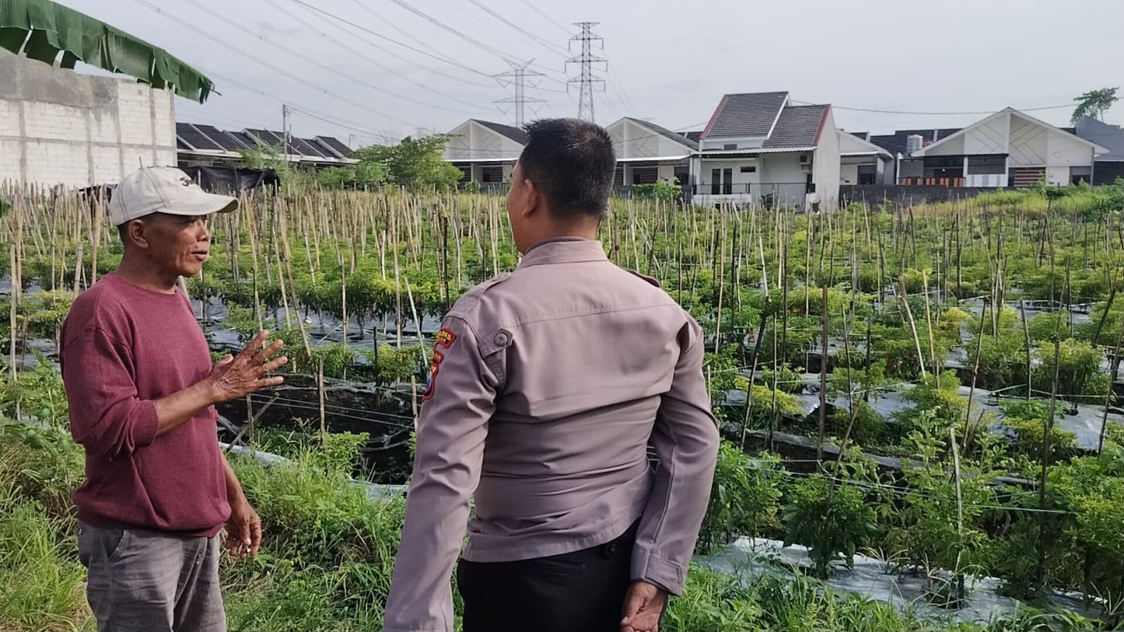 Polsek Menganti Cek Tanaman Lombok di Desa Bringkang, Dukung Ketahanan Pangan Nasional