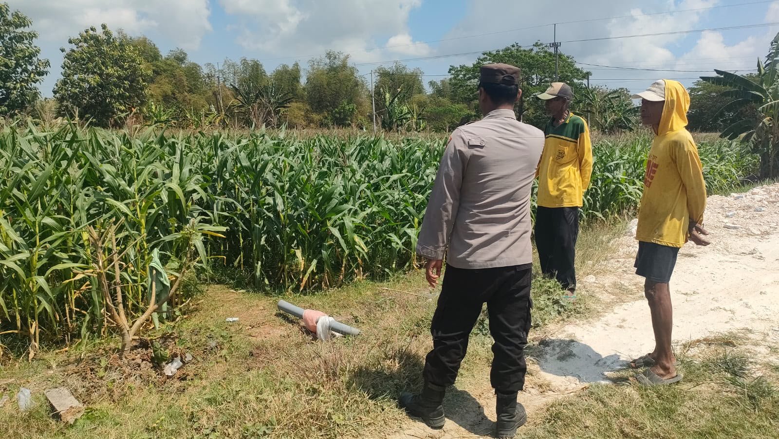 Polsek Sidayu Cek Tanaman Jagung di Desa Wadeng, Dukung Ketahanan Pangan Nasional