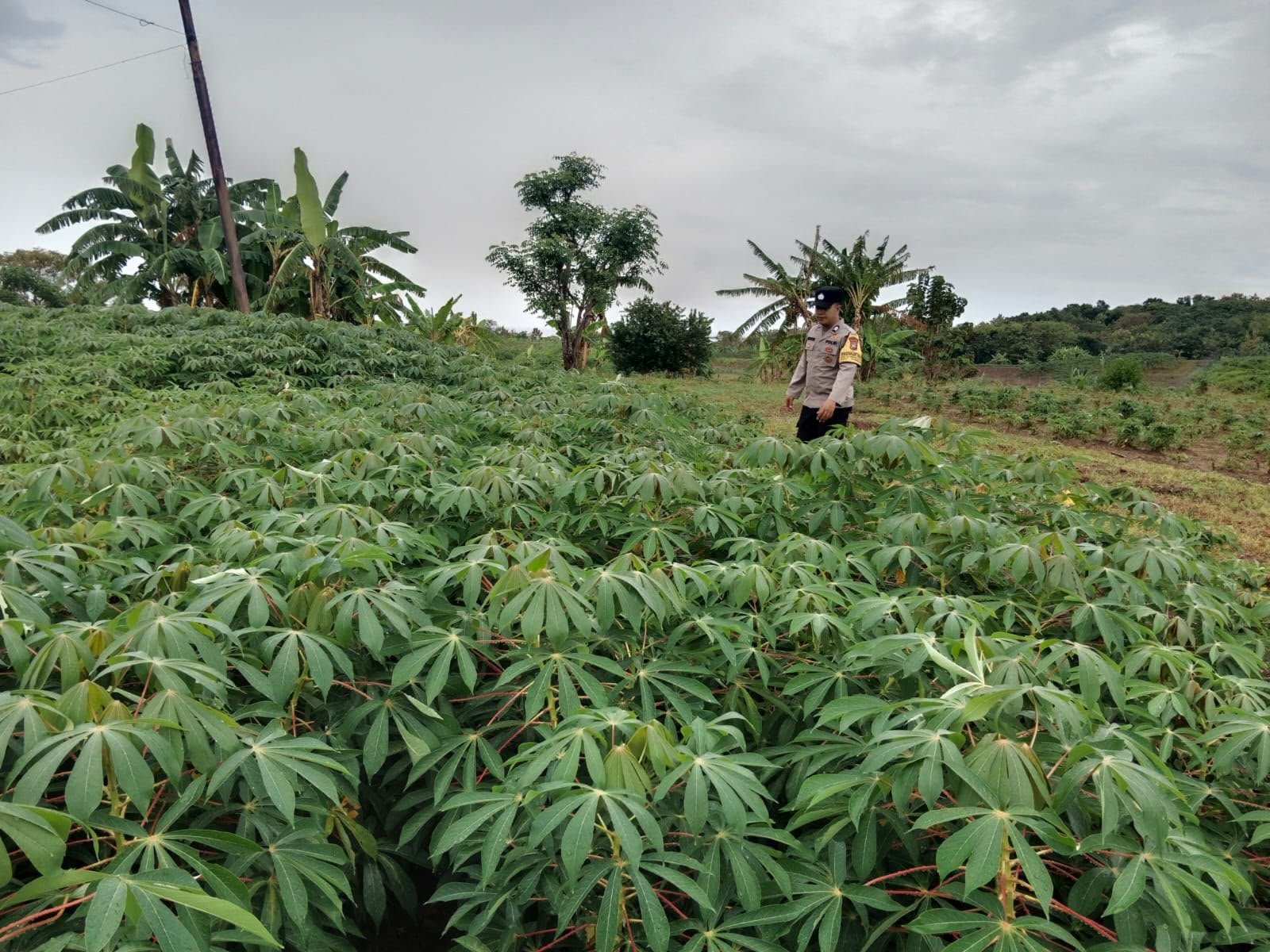 Polsek Tambak Cek Kebun Singkong di Tanjungori demi Swasembada Pangan