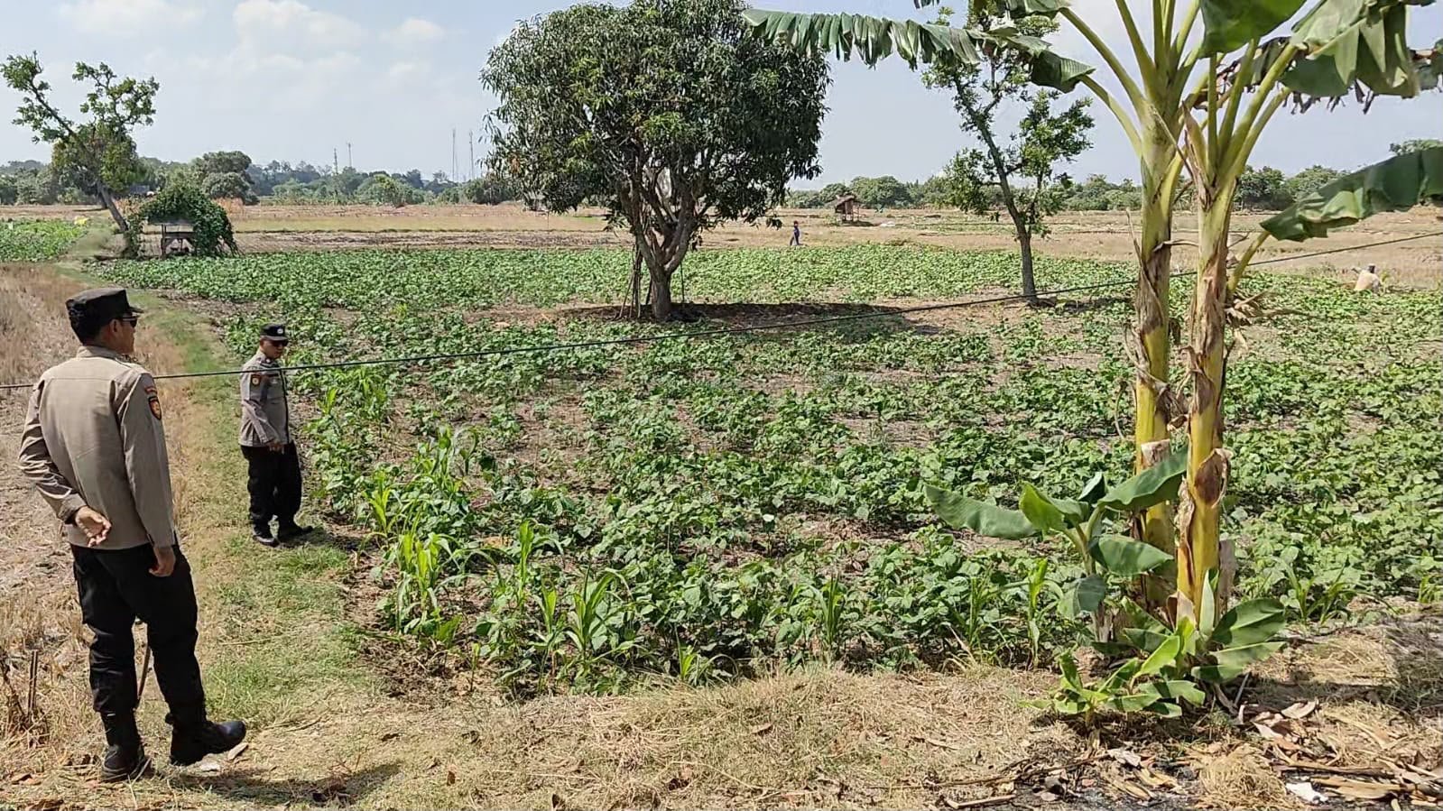 Dukung Ketahanan Pangan, Polsek Panceng Pantau Perkembangan Kacang Hijau di Desa Wotan
