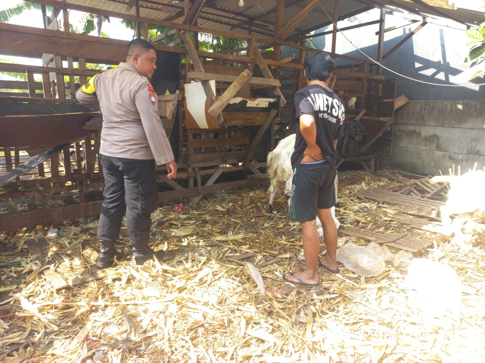 Polsek Cerme Cek Ternak Kambing, Dukung Penguatan Ketahanan Pangan Masyarakat