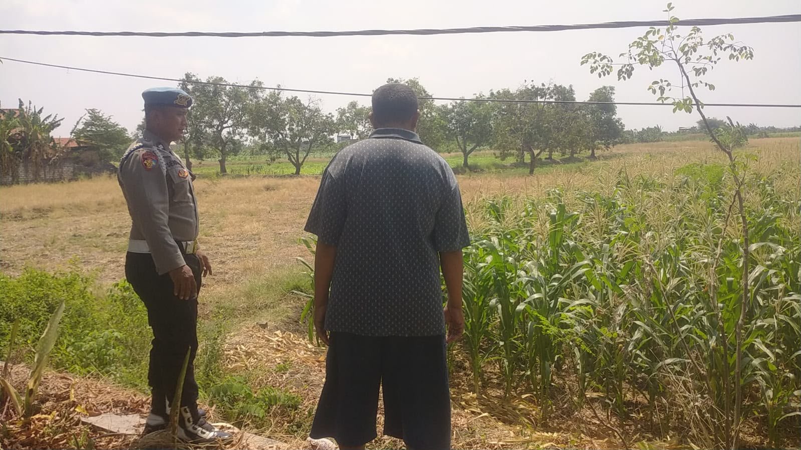 Polsek Balongpanggang Cek Tanaman Jagung di Kedungsumber, Dukung Ketahanan Pangan Nasional