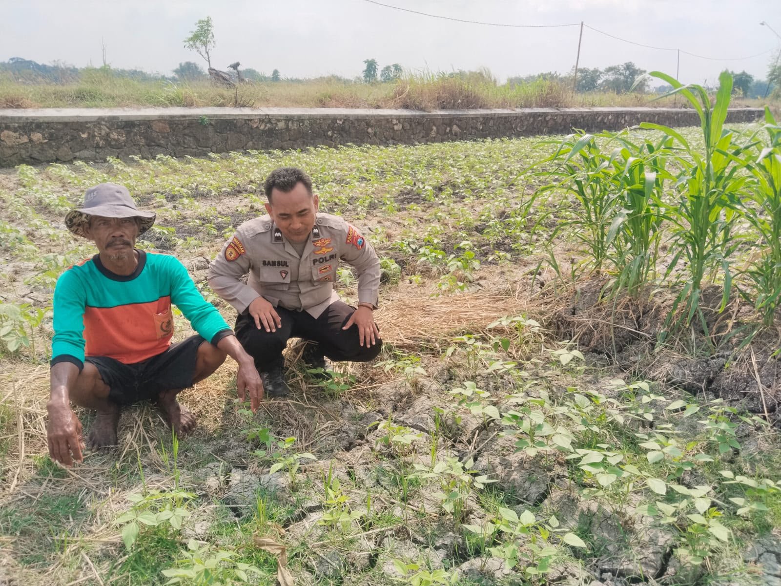 Polsek Benjeng Cek Tanaman Kacang Hijau, Dukung Program Ketahanan Pangan