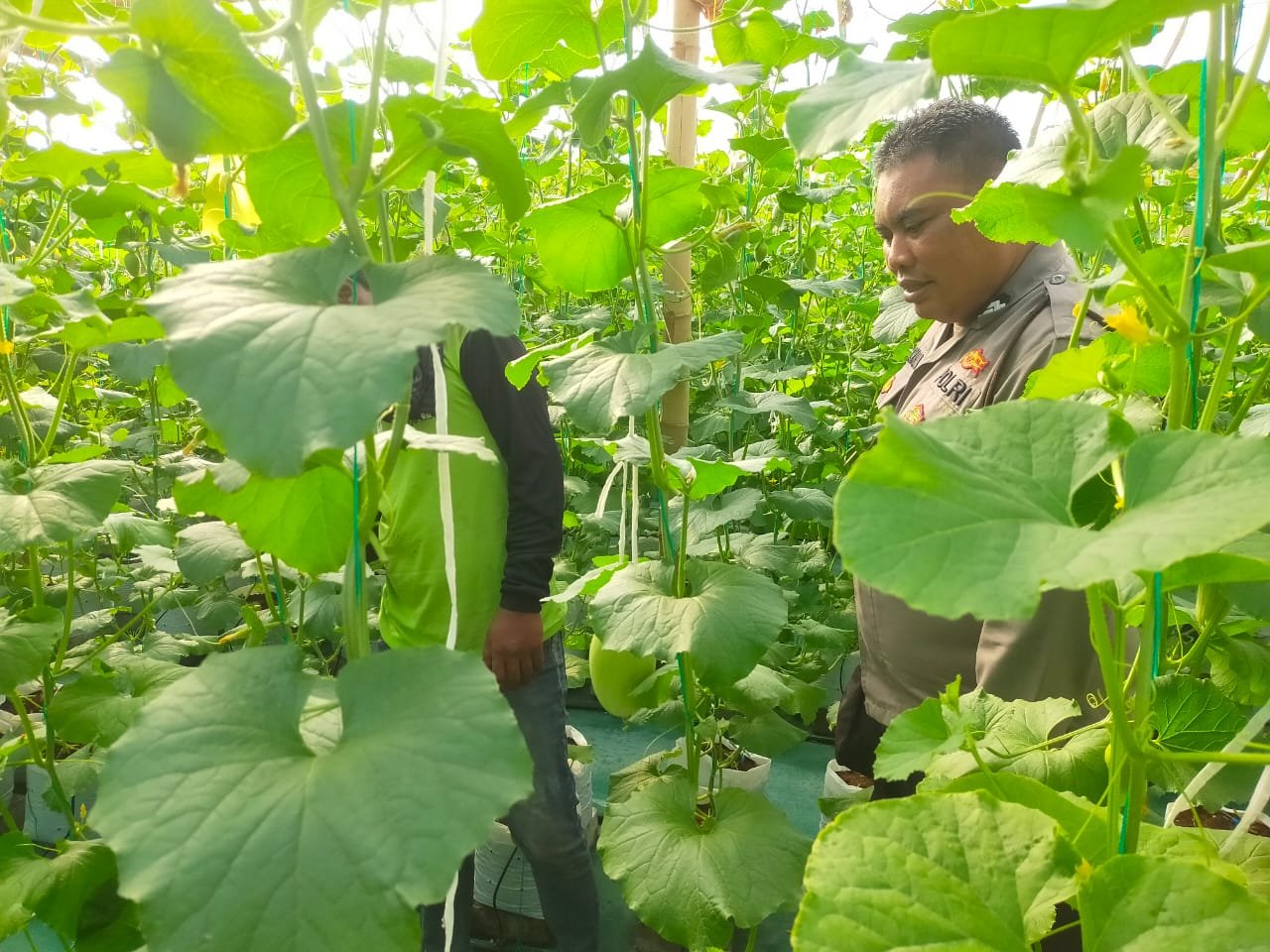 Polsek Dukun Cek Tanaman Melon, Dukung Ketahanan Pangan Nasional