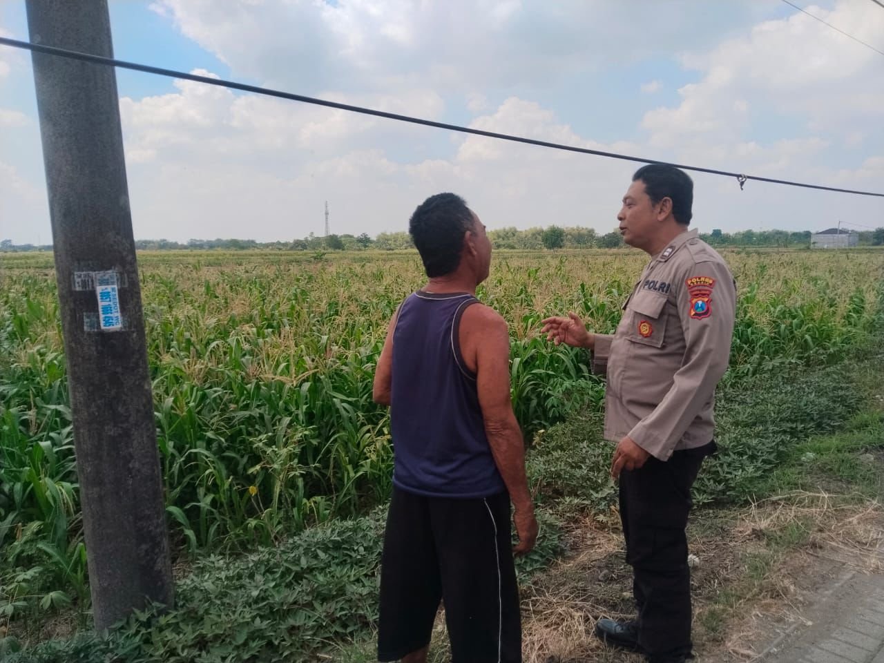 Polsek Benjeng Cek Tanaman Jagung di Desa Sirnoboyo, Dukung Ketahanan Pangan