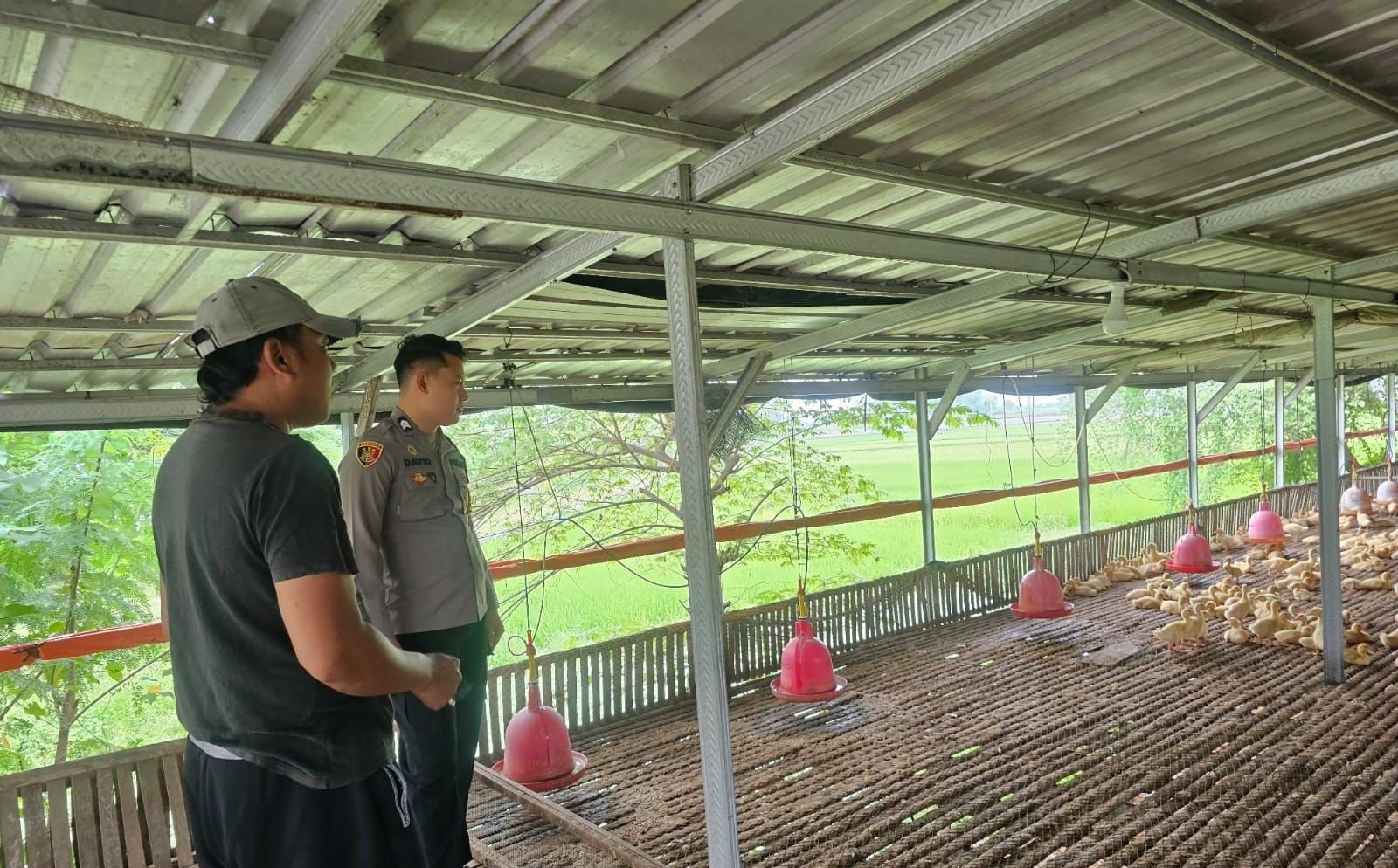 Polsek Cerme Cek Ternak Ayam di Guranganyar, Dukung Ketahanan Pangan